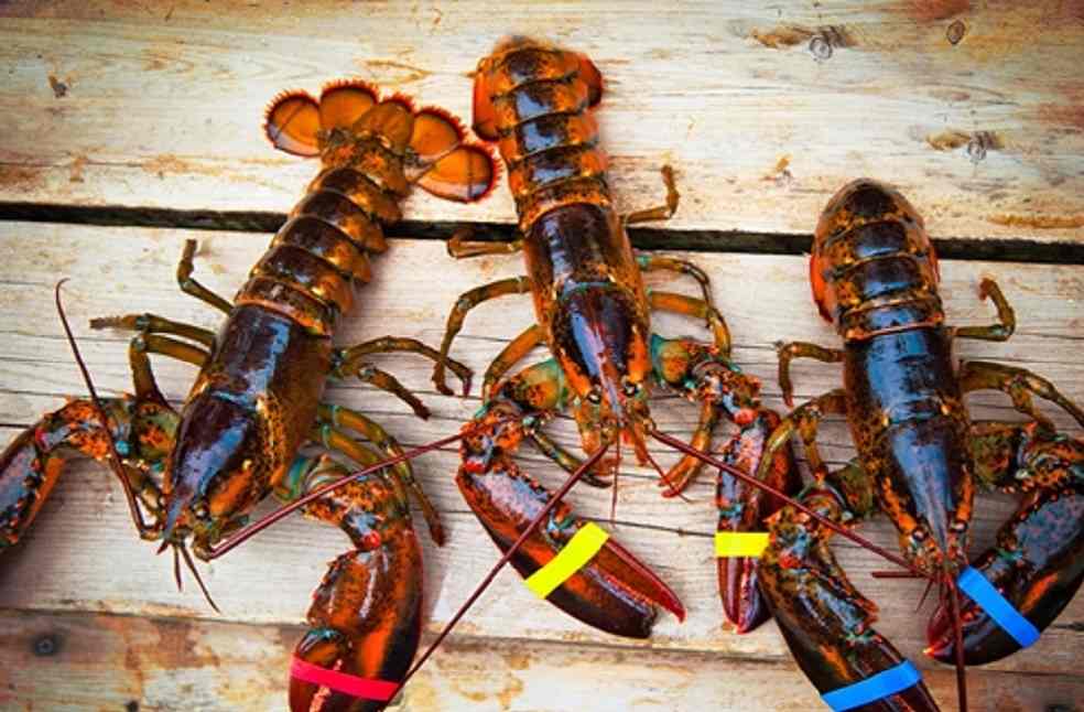 Lobster farming indonesia