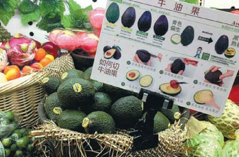 avocado importer-in-China