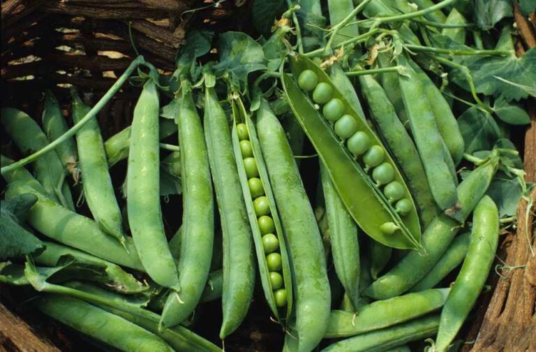 russian peas to china_Peas Exporter