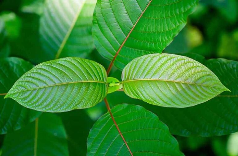 Kratom Leaf