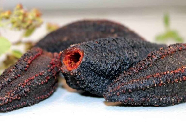 dried wild sea cucumber