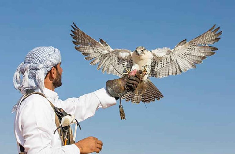 falcons and Arabs