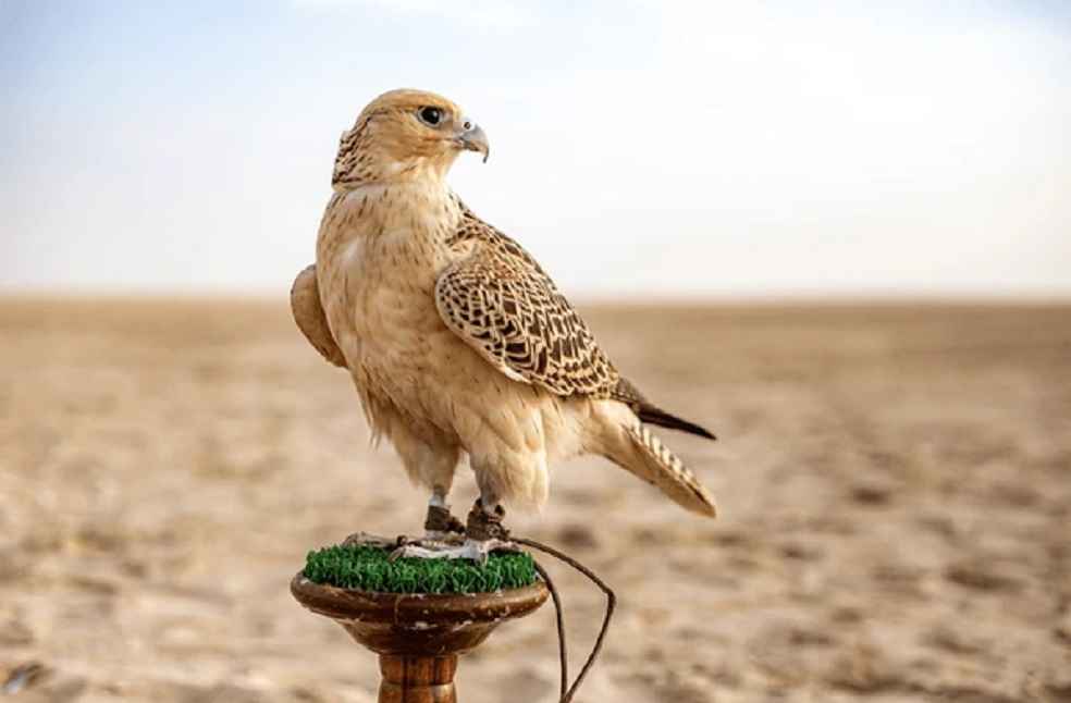 white-beige-falcon