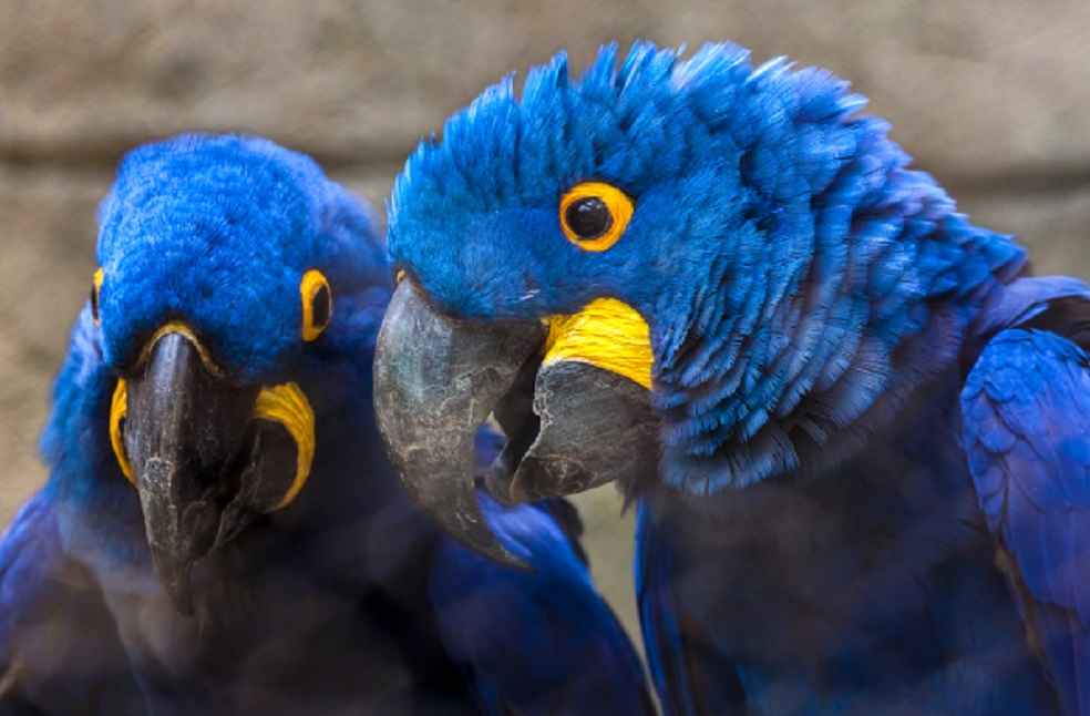 Blue parrots