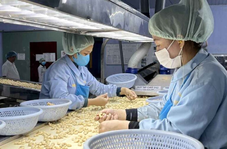 Vietnam Cashew Industry