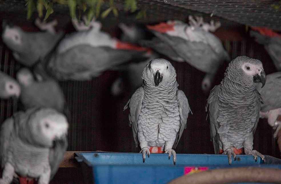 captive-bred parrots grey