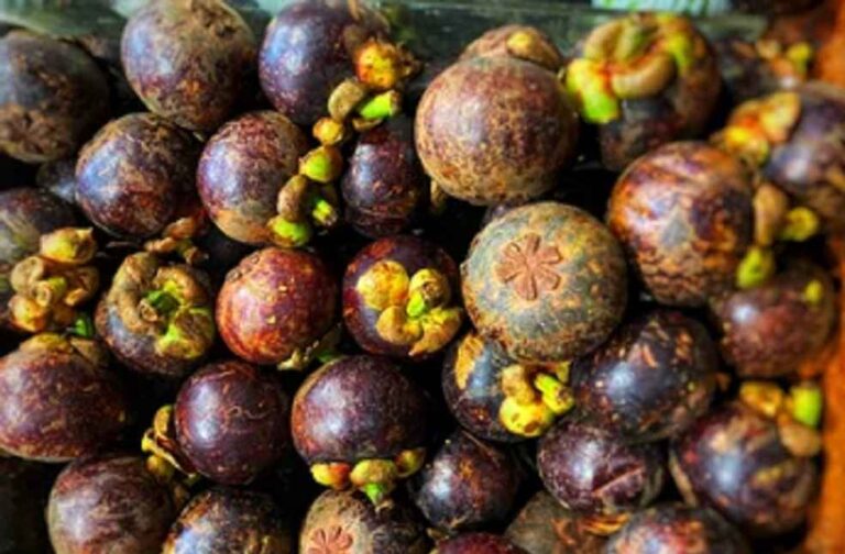 tropical-mangosteen