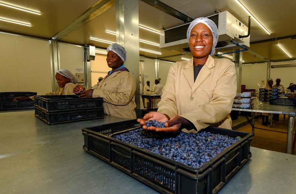 Blueberry labour