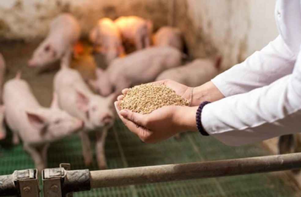 veterinarian-holding-dry-food