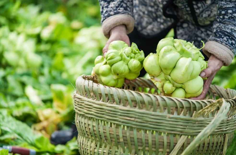 Chongqing's Fuling pickled mustard tuber