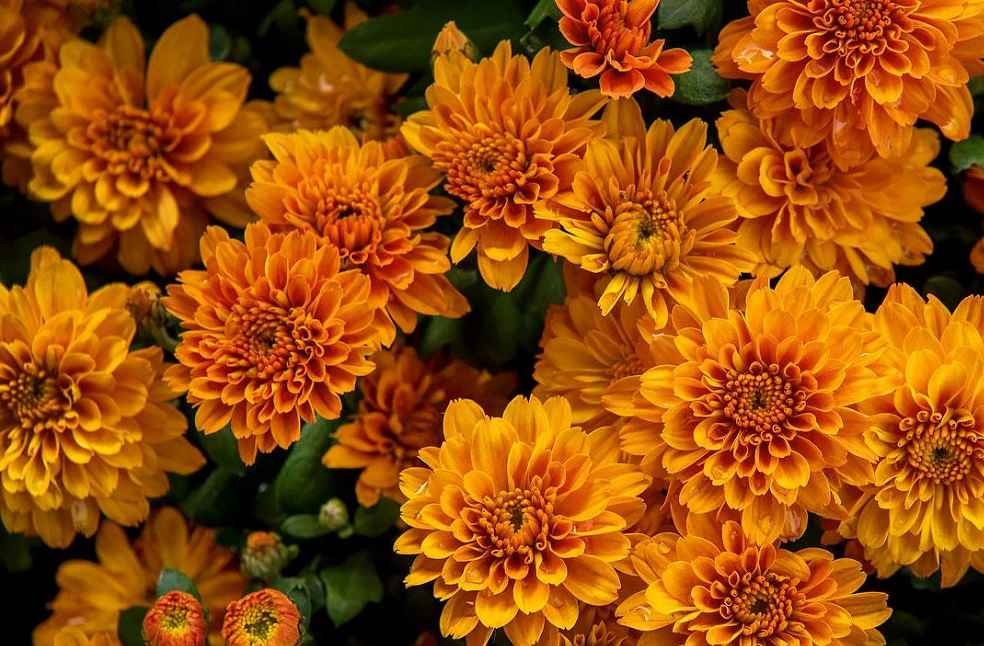 Chrysanthemums