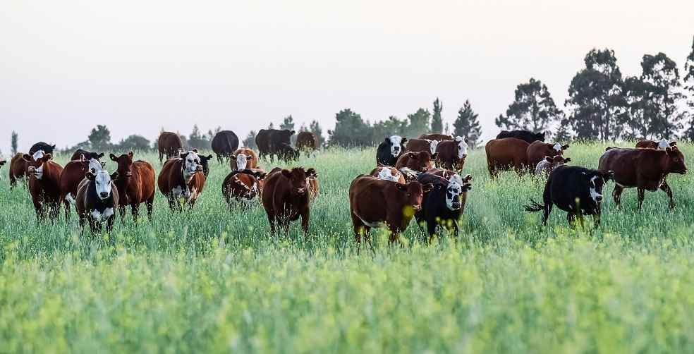 Global Organic Meat Market Growth and Trends