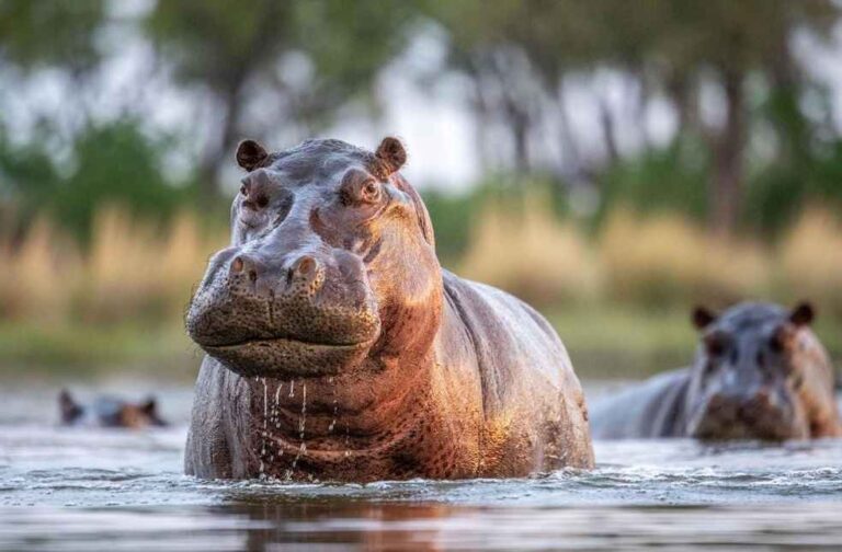 Hippo