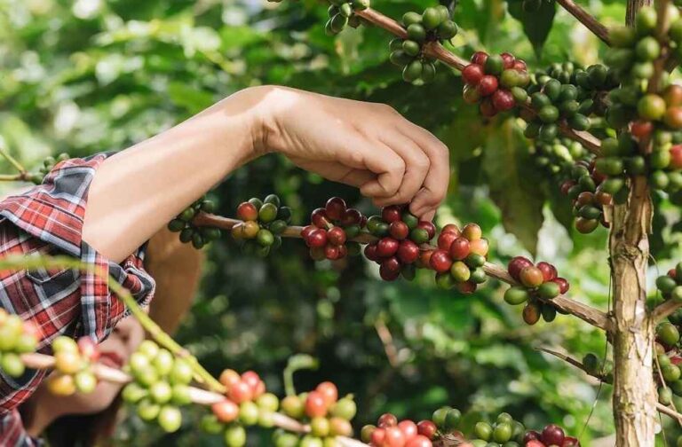 Vietnam-coffee-exporters