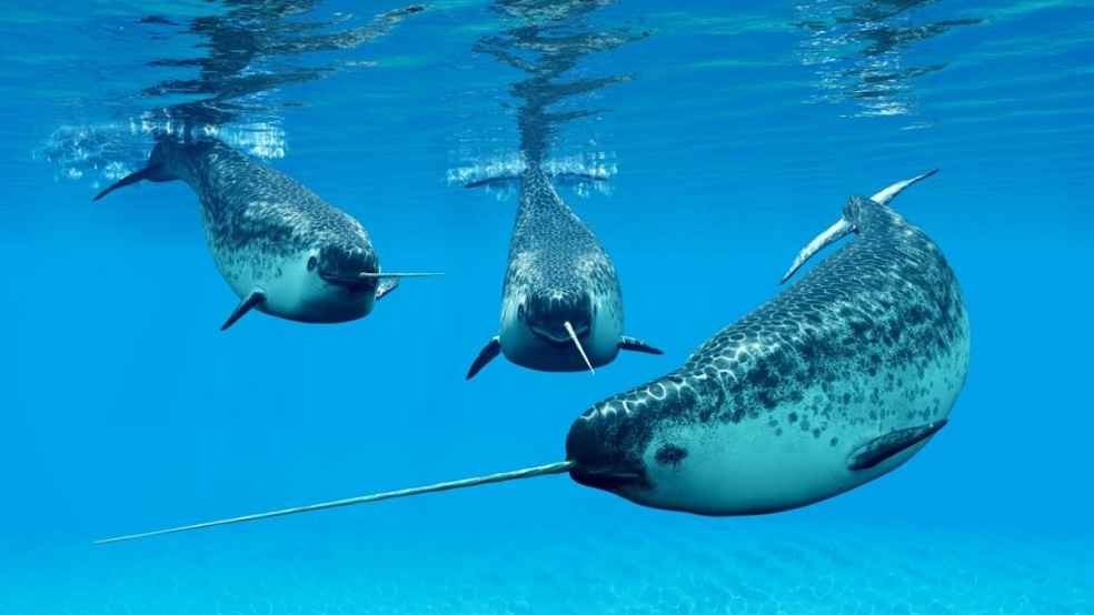 narwhal