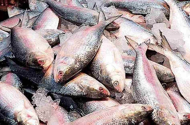 Hilsa fish exp img