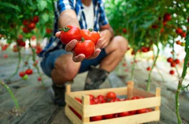 Tomato trade